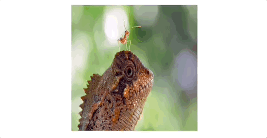 WordPress图片悬停动画效果 WordPress图片悬停动画效果