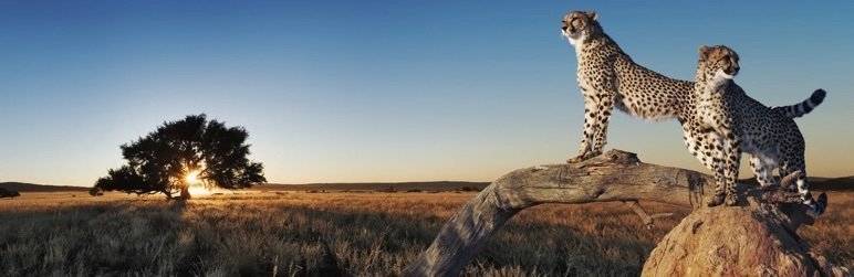 如何清除WordPress网站缓存-1