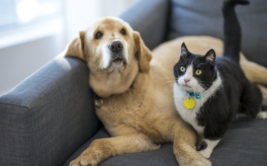 荐私宠定制溢价四倍,谁在拿“铲屎官”的心意赚钱?